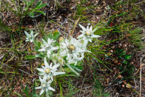 Wiesenedelweiß