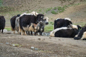 Yaks